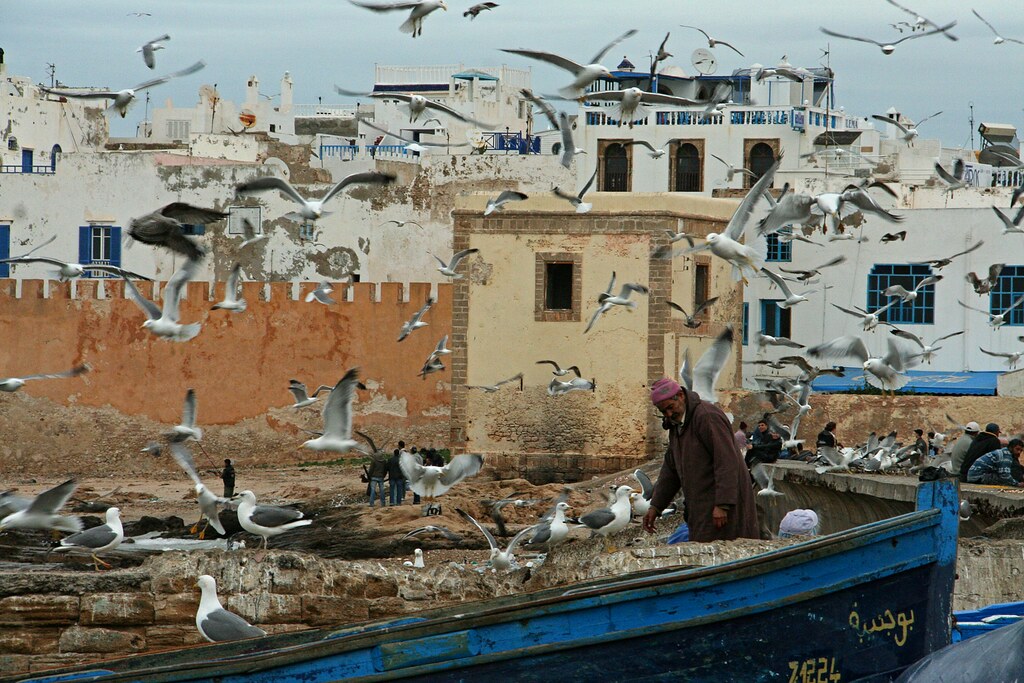 Seagulls, Essaouira