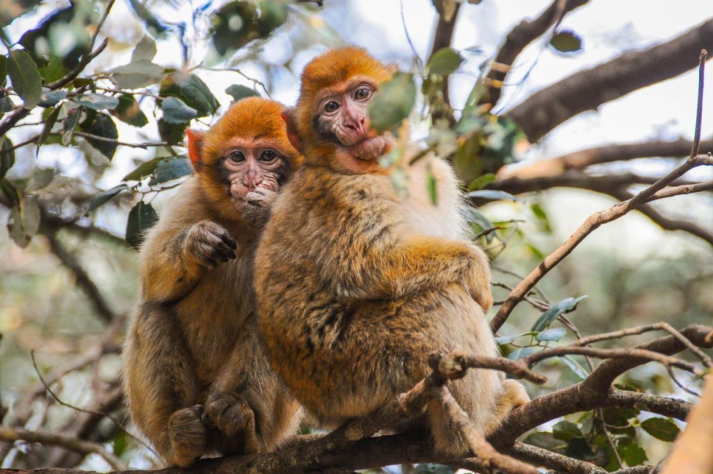 monkeys, primates, animals, wildlife, nature, trees, africa, morocco, monkeys, monkeys, africa, africa, morocco, morocco, morocco, morocco, morocco