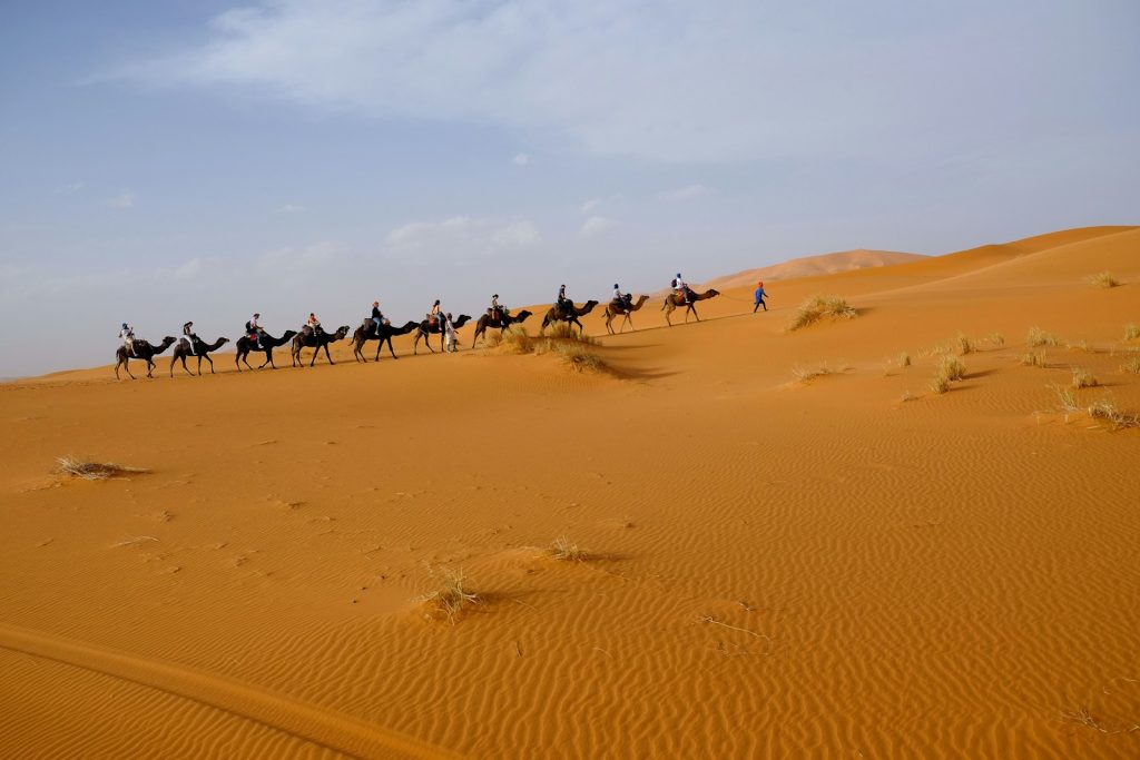 person riding on camel