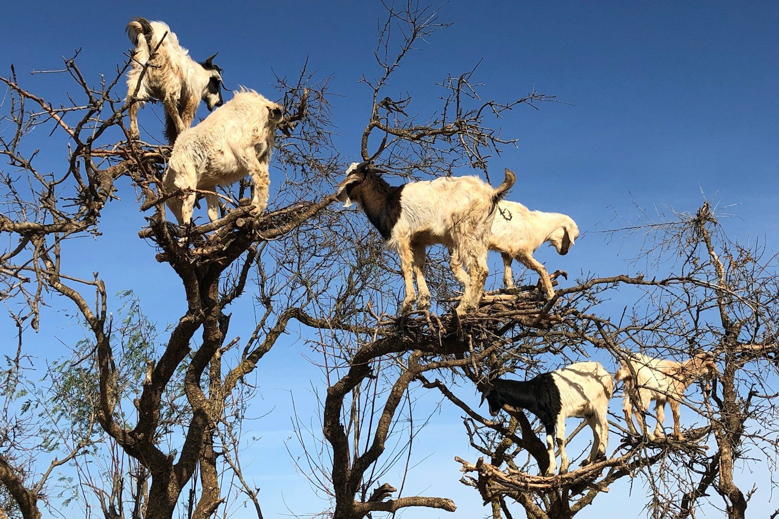 white goats on brown tree branch during daytime