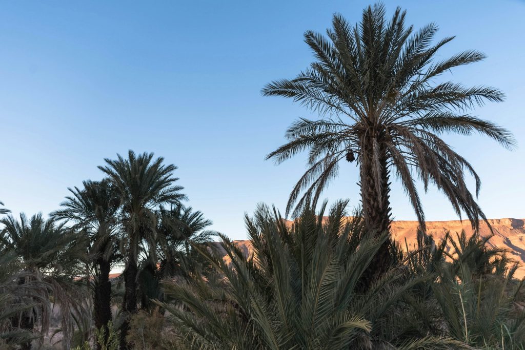 a group of palm trees in front of a mountain